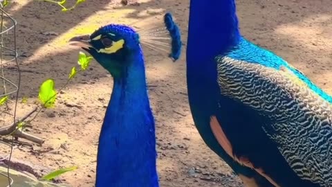 भारतीय राष्ट्रीय पक्षी मोर के आवाज