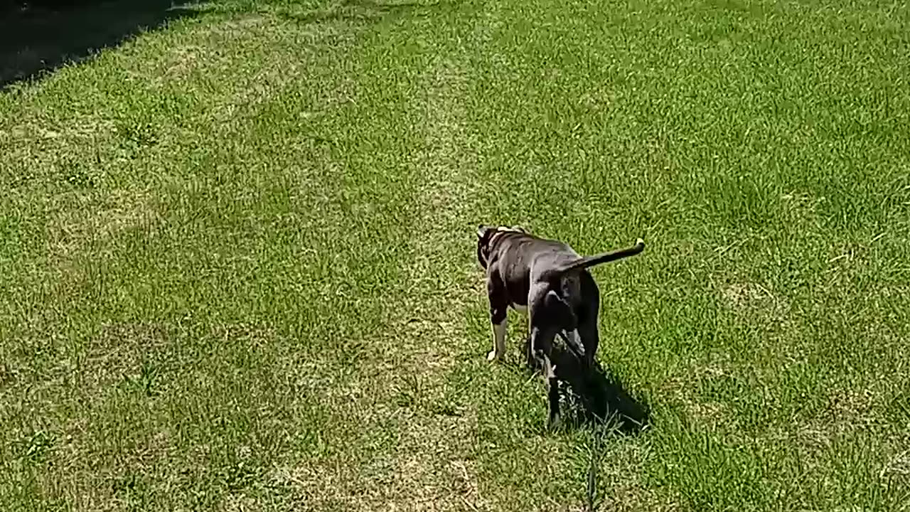 How To Speed test Your Bully! Full Throttle Action 99 Mph Pitbull wide open!