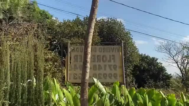 Árvore Oiti (Licania tomentosa) com Aprox. 3 mt🌳 . . .