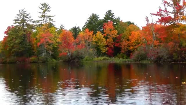 River Foliage