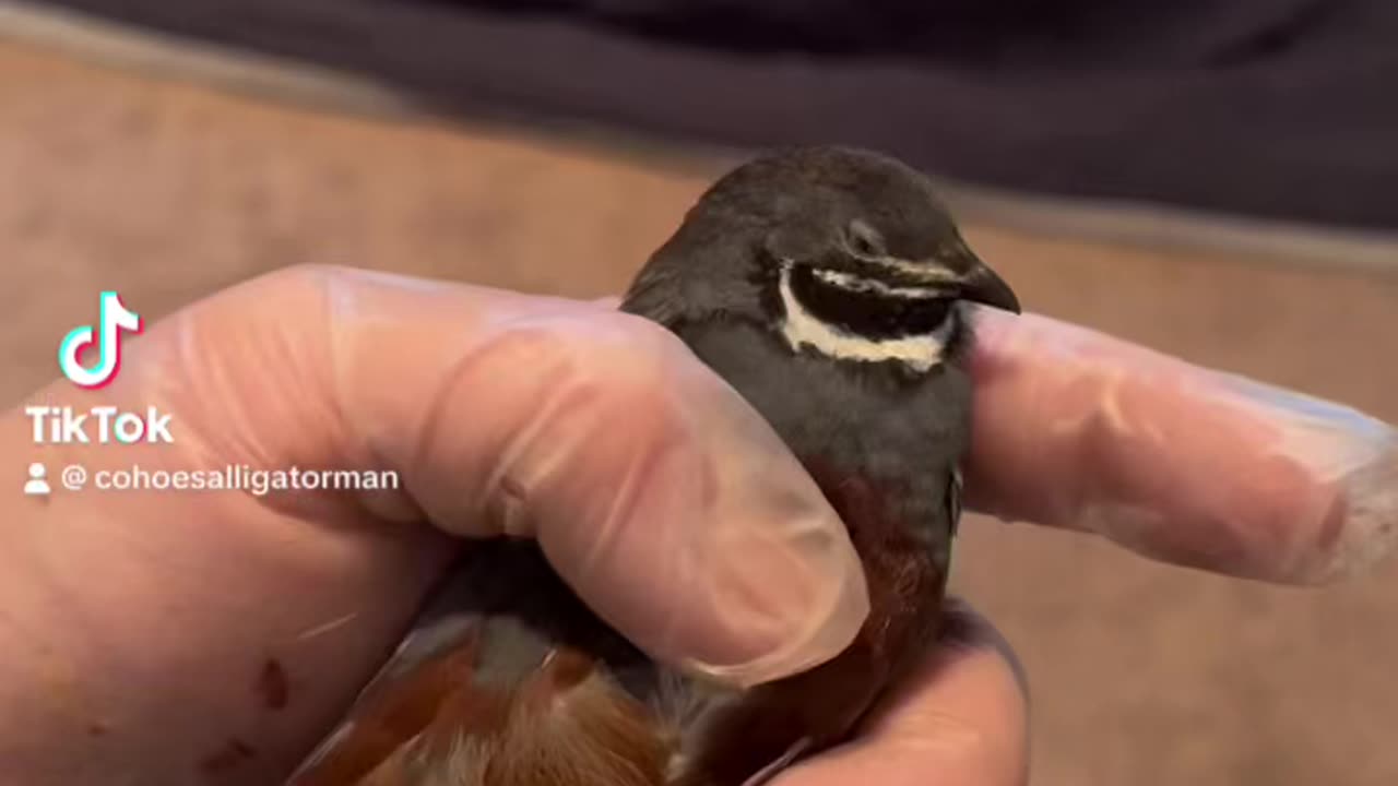 https://een.wikipedia.org/wiki/King_quail Normal Wild Looking 👀 Male Chinese Quail Got Lucky 🍀