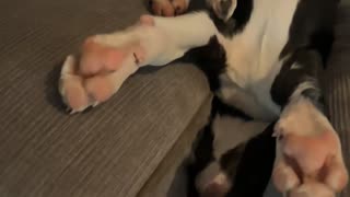 Puppy Falls Asleep Between Couch Cushions