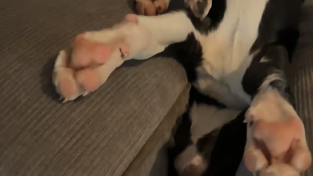 Puppy Falls Asleep Between Couch Cushions