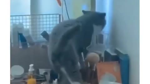 Два кота