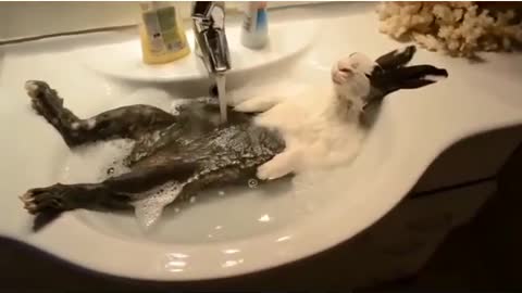 Give a rabbit a bath