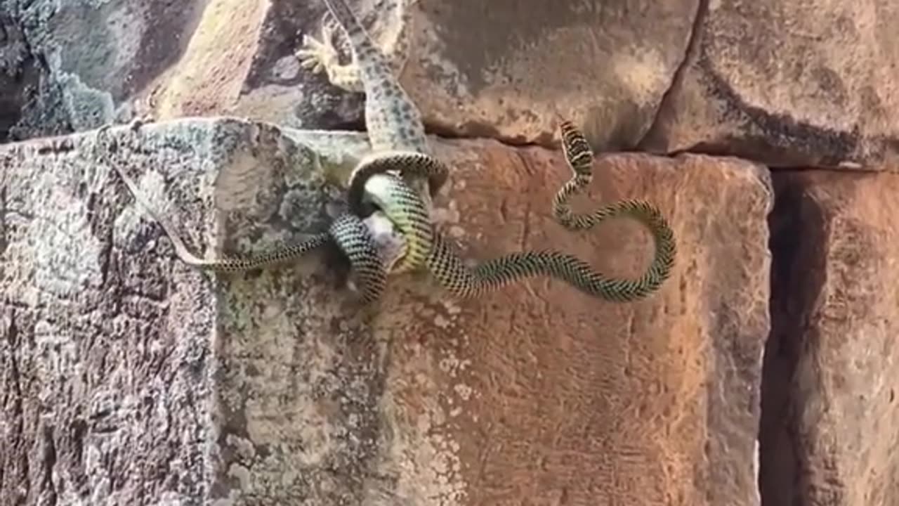 Snake and lizard fighting