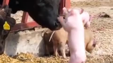 Funny vidéos animals