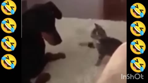 Cat funny video live 😂😂🤣🤣