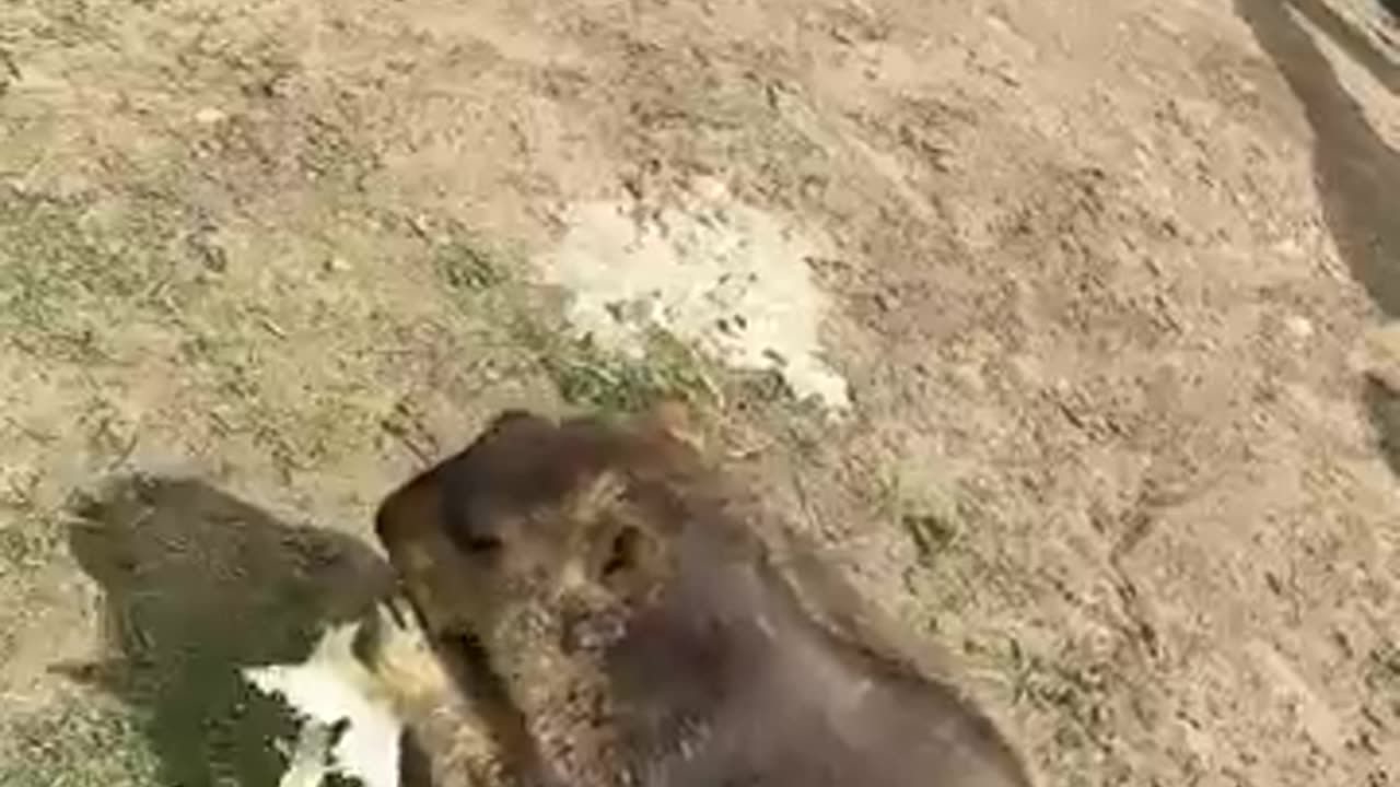 Do you know how marmots Communicate ?