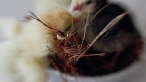 Cute chicks 🐣 playing with family ❤️