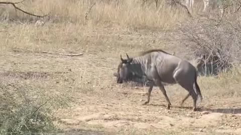 Buffalo Lion fight