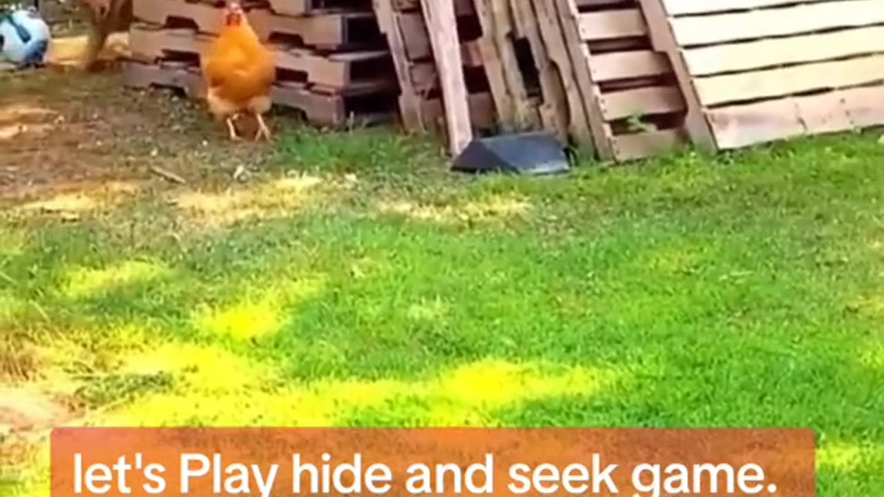 Relentless Chickens Raid Dog Funny 🤣🤣😂