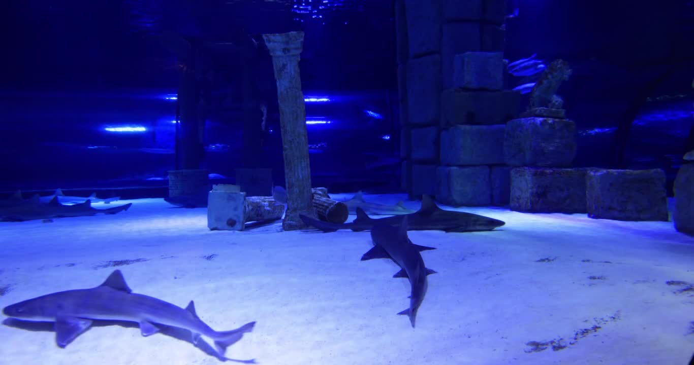 Sharks in the aquarium