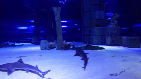 Sharks in the aquarium