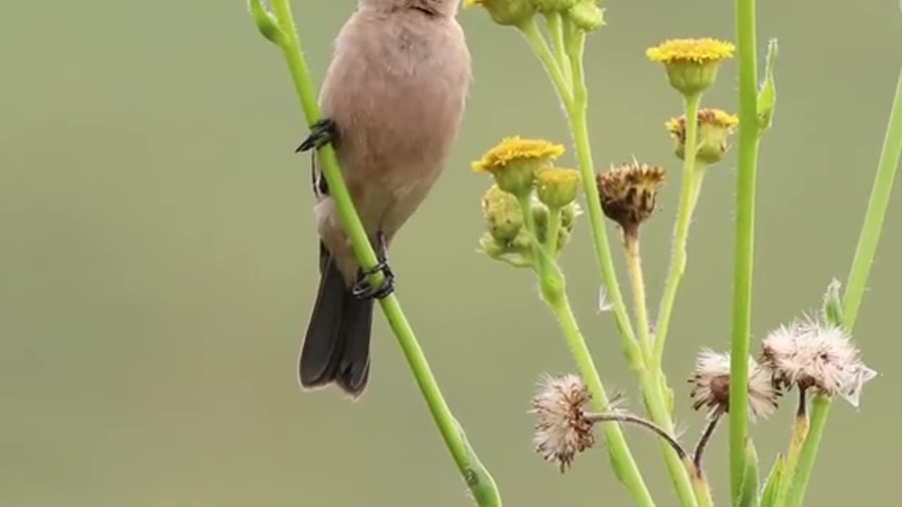 Beautifull bird sound.. Melodious..