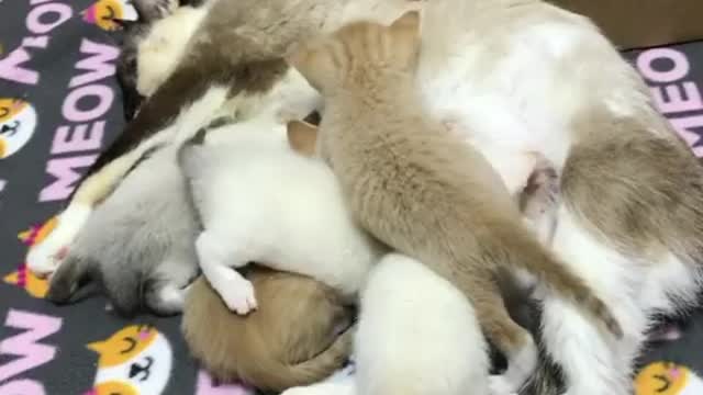 Funny cat 🐱🐱