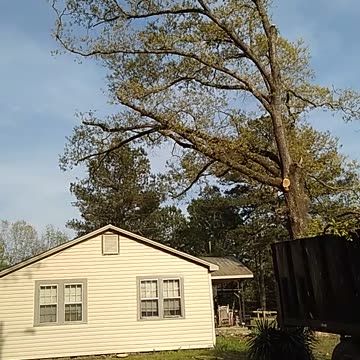 Oak Tree removal
