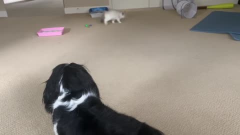 Ragdoll Kitten has no fear of Cavalier King Charles