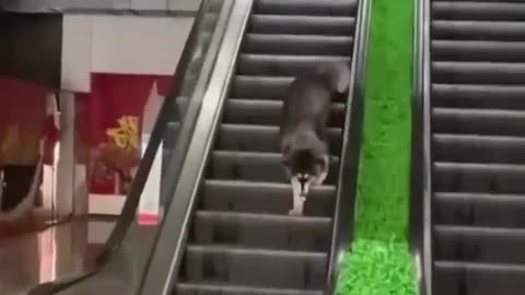 Funniest Cats and Dogs 🐶🐱 - Funny Animal Videos