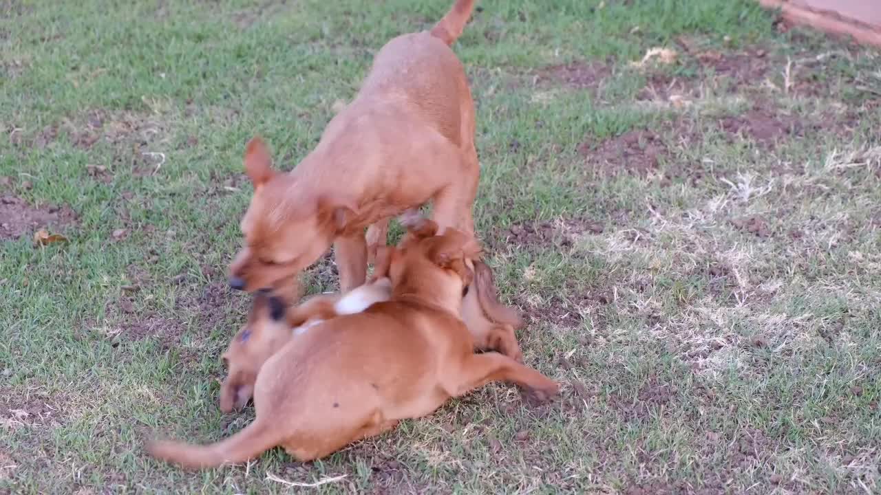 Playing or Fighting, Dogs have alot of type of Playing