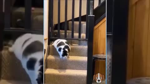 Compilation of funny animal videos | Try not to laugh 2021 Challenge