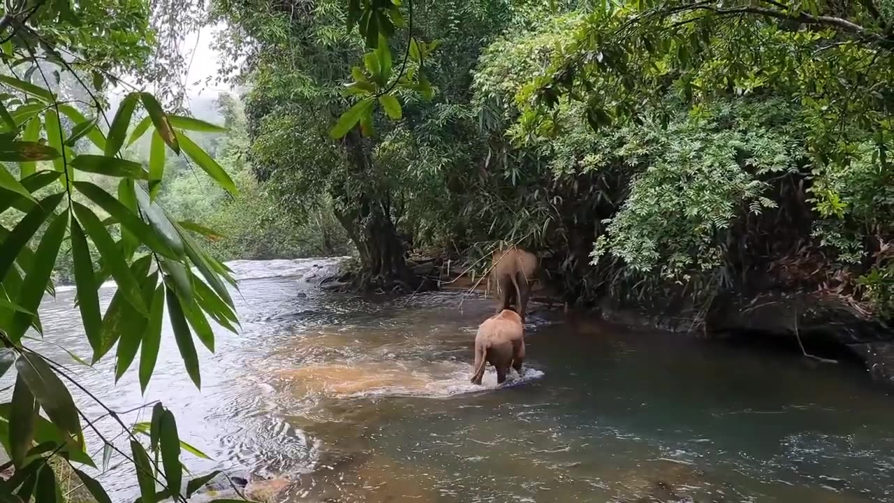 Animals video