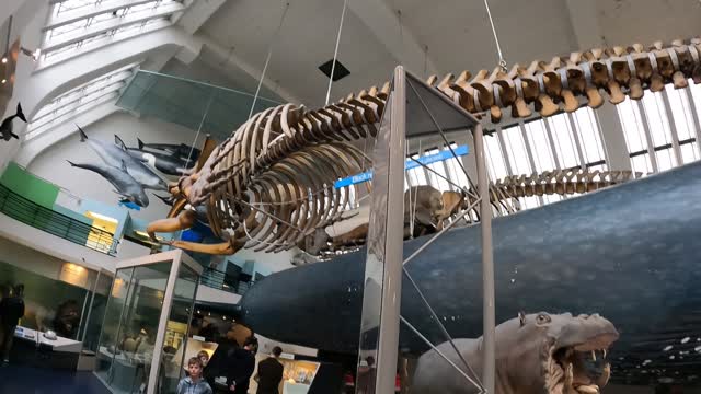 Whales and other animals. Natural history museum. 7th Oct 2022
