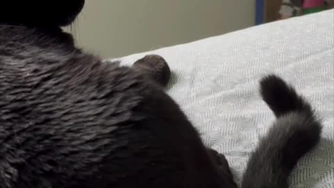 Cute Precious Piper Practices Her Letter While Relaxing - Adopting a Cat from a Shelter Vlog #shorts