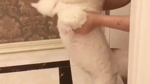 Gigantic Fluffy Toy Poodle Dogs Love Being Carried Everywhere 😍Funny🐩