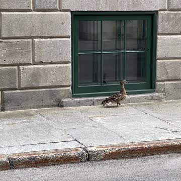 Sauvetage d'un caneton à Montréal