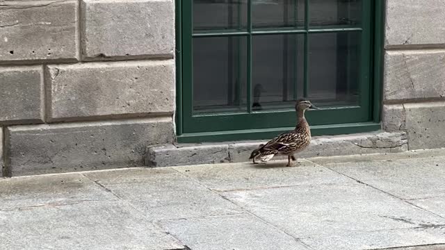 Sauvetage d'un caneton à Montréal