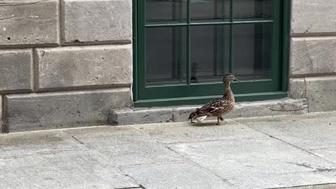 Sauvetage d'un caneton à Montréal