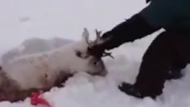 Deer pulled out of the icy swamp