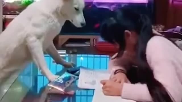 Animals never fail to make us laugh Super funny animal compilation, 🐶Confuse