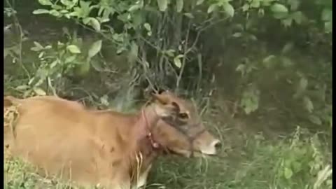 #Tiger #Attacked #Cow & Killed