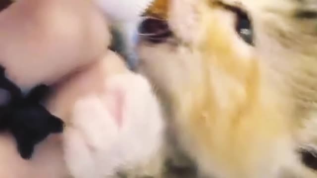 So funny 🤣 cat feeding 🍼🍼🍼🐥🐥🐥🍼🐥🍼🐥