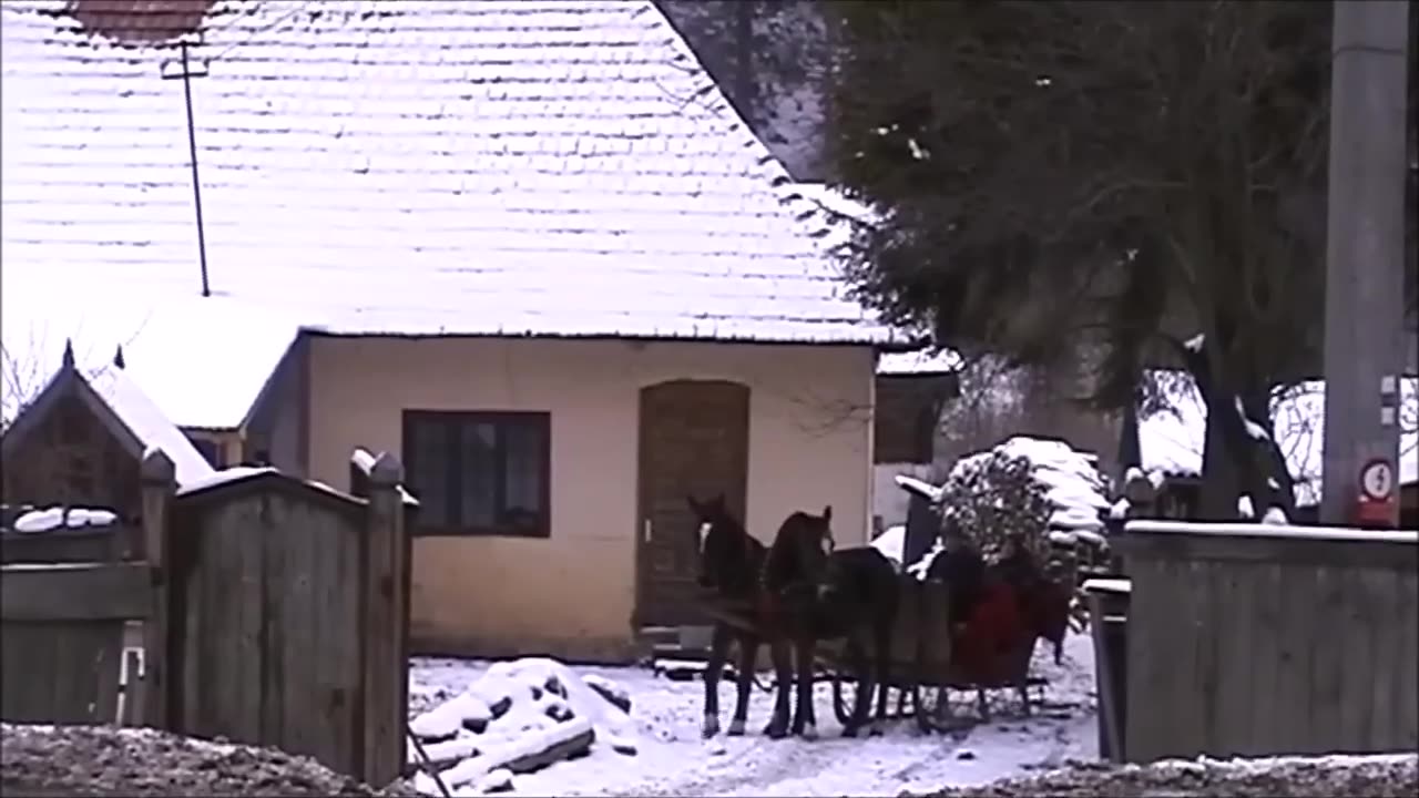 Funny cat πππΊπΊ video πππ