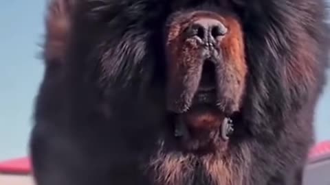 Tibetan mastiff название