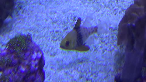 Pajama Cardinalfish