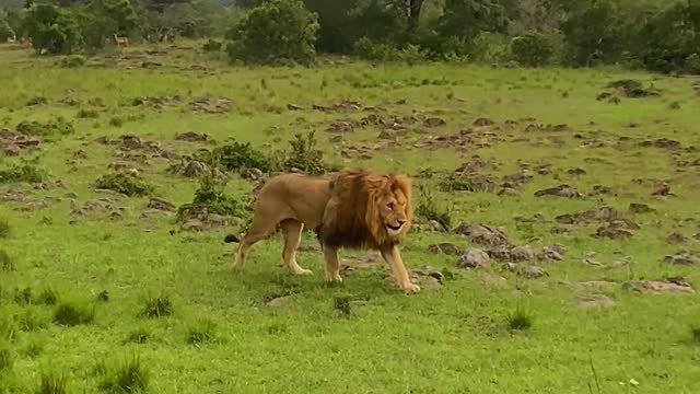lion