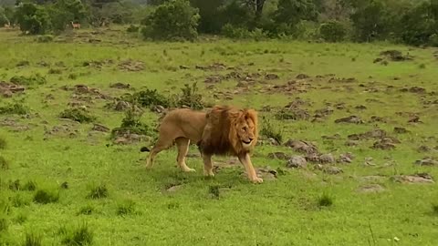 lion