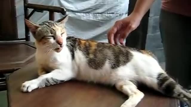 Cat enjoys back scratching