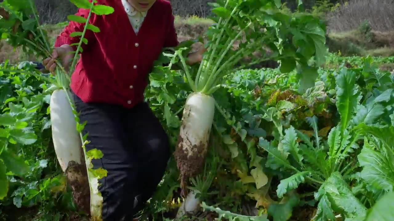 In winter, nothing beats the snow-white, crisp, and sweet radishes