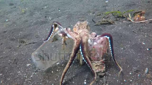 stock-footage-a-coconut-octopus-walks-on-the-ocean-floor-with-the-discarded-plastic-cup-and-bottle-i