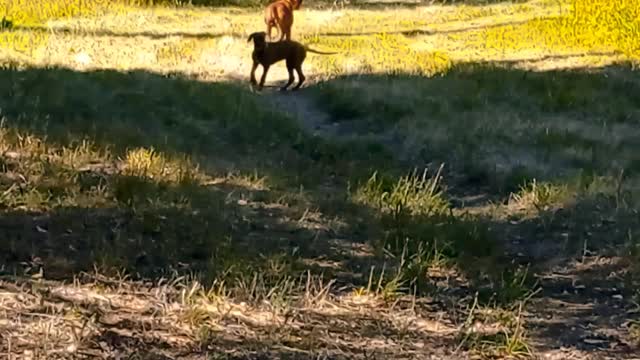 Rhodesian Ridgeback's Instant Recall