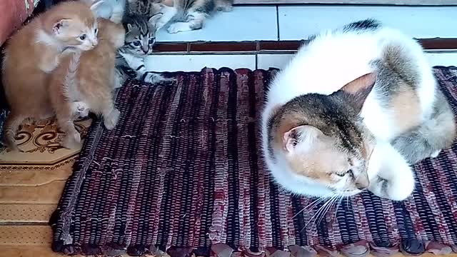 lima anak kucing sedang menyusu ibunya
