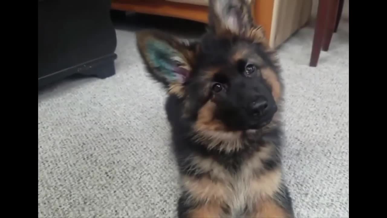 This German Shepherd Puppy Has Pretty Much Mastered The Art Of Being Adorable