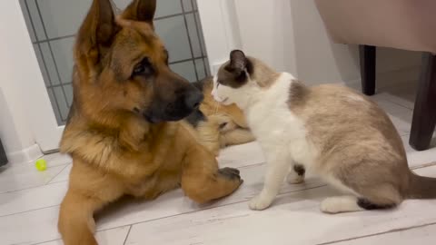 The German Shepherd is the Best Friend for Cats