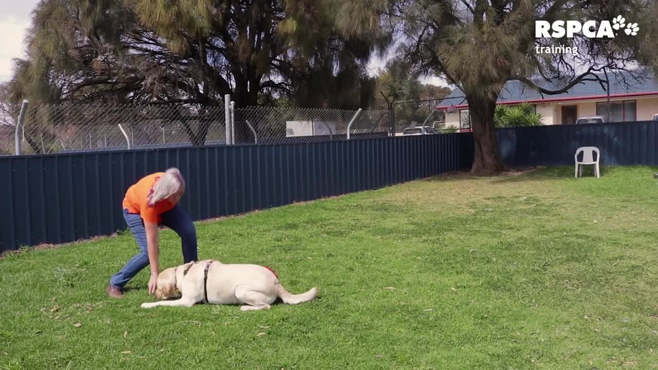 training dog to sit and drop