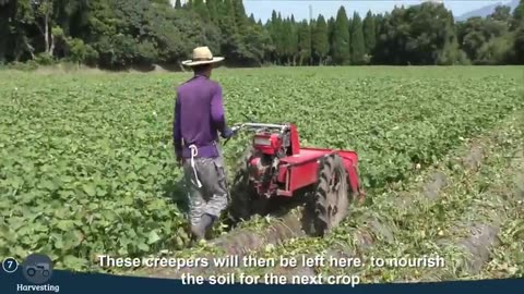 Japan Sweet Potato Cultivation Technology - Sweet Potato Farming and Harvest